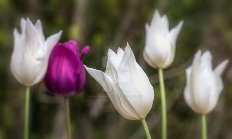 Five Tulip Flowers By Photographybypixie On Deviantart