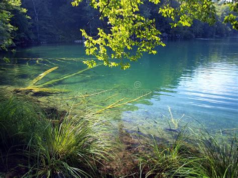 Fish Visible In Clear Water Blue Lake In Plitvice Croatia Stock Photo