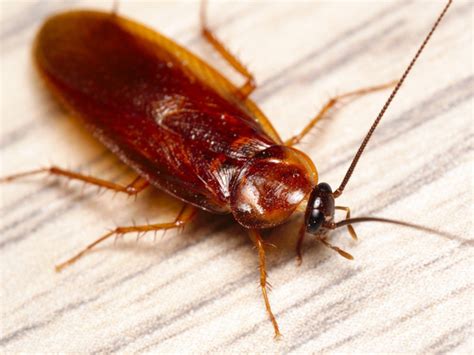 Cockroach Pest Control Services Orion Pest
