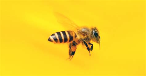 Rüyada Arı Görmek Ne Anlama Gelir? - Diyadinnet Rüya Tabirleri