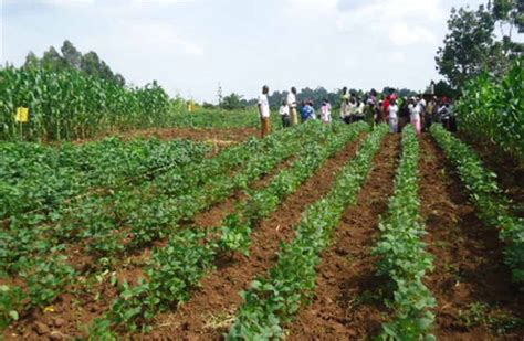 Innovating Rural Smallholder Farming Rural Outreach Africa
