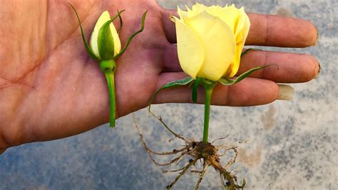 How To Propagate Roses From Flower Buds Youtube