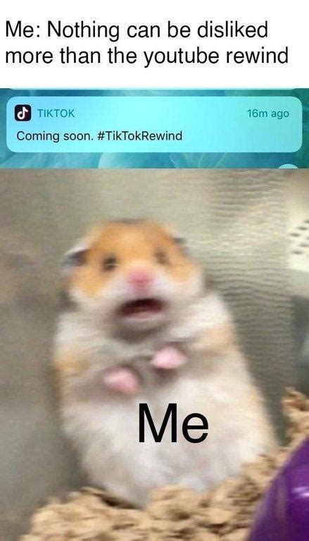 Find & download free graphic resources for tiktok. Scared Hamster | Know Your Meme