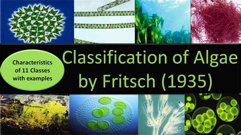 Classification Of Algae By Fritsch 11 Classes With Characteristics