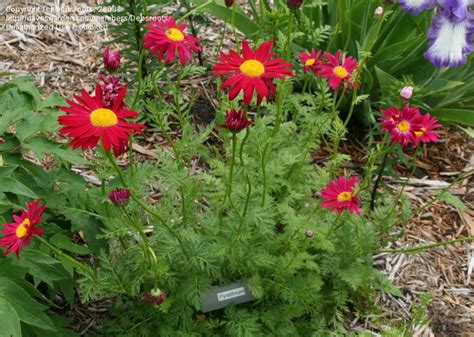 PlantFiles Pictures Painted Daisy Robinson S Red Tanacetum
