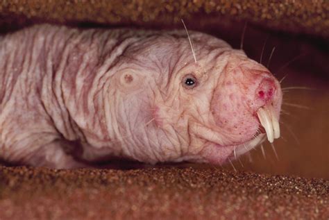 Naked Mole Rats Clues To Human Diseases