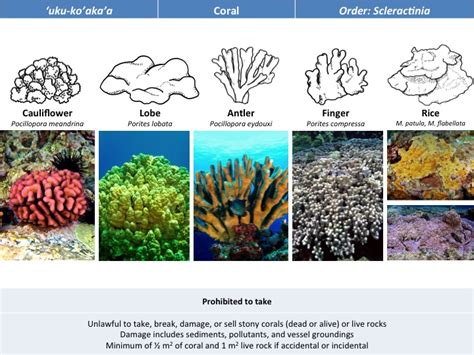 Coral Reefs Managing Reefs