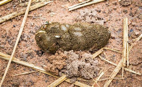 Goat Manure Spontaneous Combustion Its A Thing Modern Farmer