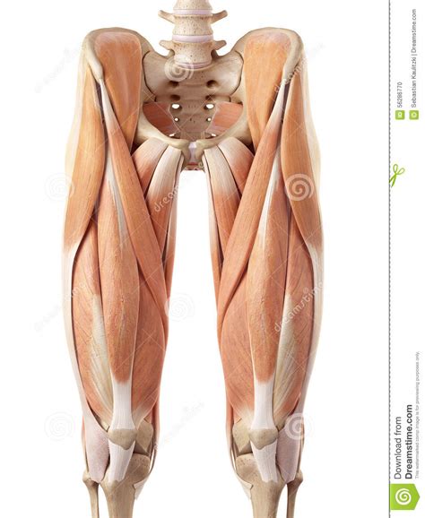 There are several muscle groups in the upper leg anatomy, each of which contains multiple individual muscles. The upper leg muscles stock illustration. Illustration of ...