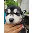 Alaskan Malamute Puppies For Sale  Denton TX 327719