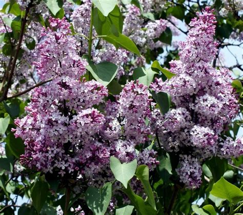 How And When To Prune Lilacs Hunker
