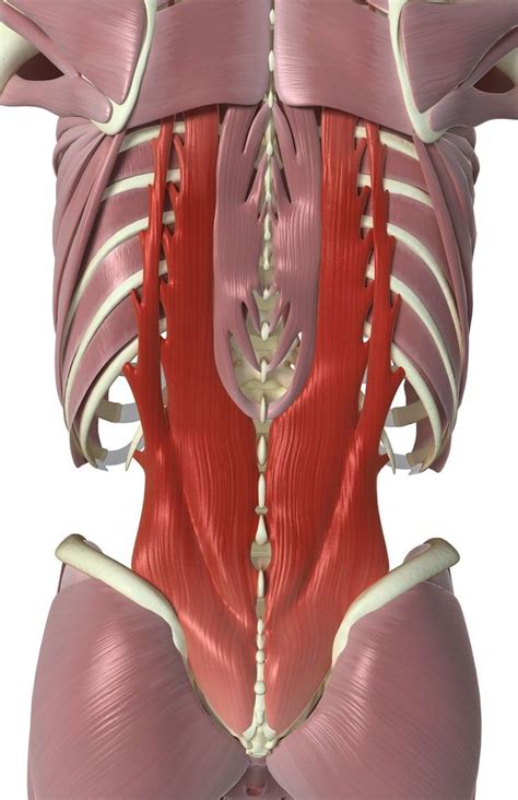 Antamony Of Your Back Back Anatomy Artwork Stock Image F0060039