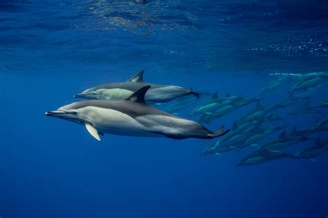 Pod Of Common Dolphins George Karbus Photography