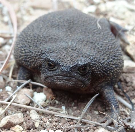 Meet Cute Black Rain Frogs That Look Like Angry Or Sad