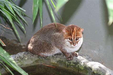 Flat headed cat facts the truly remarkable and unique prionailurus planiceps, also known as the flat headed cat, represents yet another extremely rare variety of wild feline. Flat-headed cat - Wikipedia