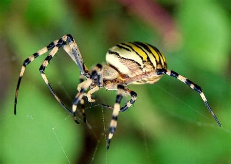 Spider Sex Why Male Spiders Intentionally Castrate Themselves During