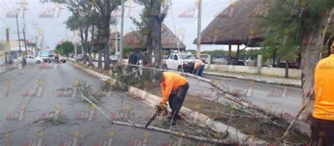 Cómo Solicitar Poda De árboles En Campeche