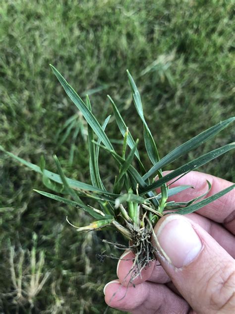 Grass Identification And Question Lawncare