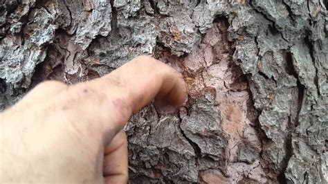 My Pine Tree Is Dying Mold Ash Bore Youtube