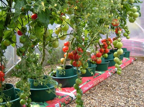 Growing Tomatoes In A Greenhouse Grow Bags Or Pots