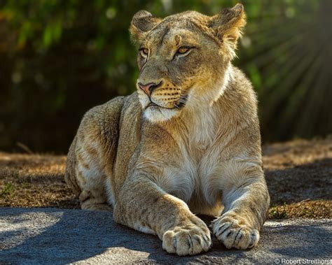 Fonds Decran Lionne Lions Patte Etre Couché Animaux Télécharger Photo