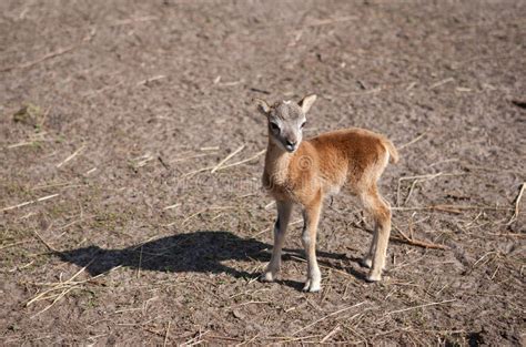 Het Kalf Van Mouflon Stock Afbeelding Afbeelding Bestaande Uit Baby