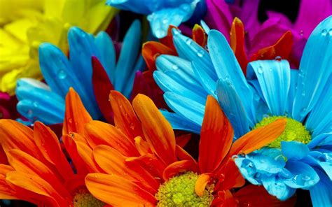 Colorful Flowers Backgrounds Wallpaper Cave