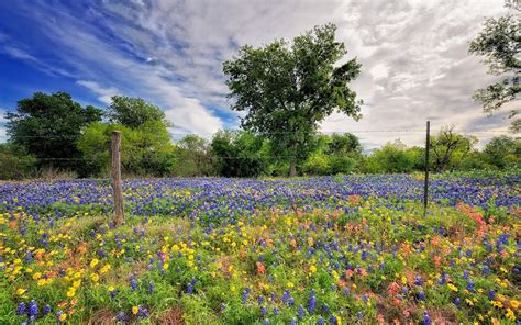 46 Texas Wildflowers Free Wallpaper