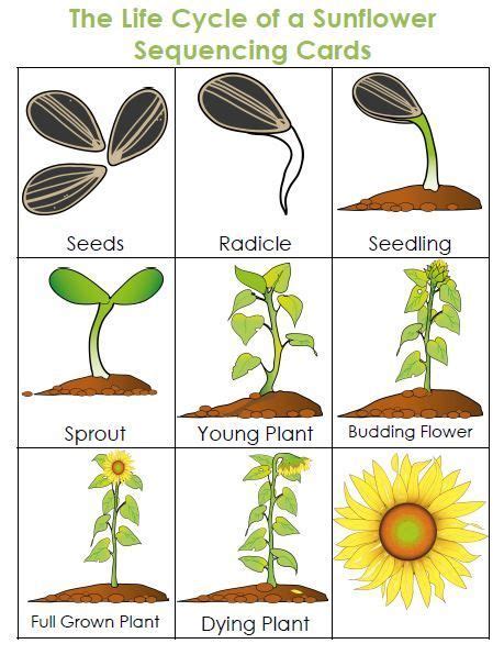 Life Cycle Of A Plant Unit Plant Life Cycle Planting Sunflowers