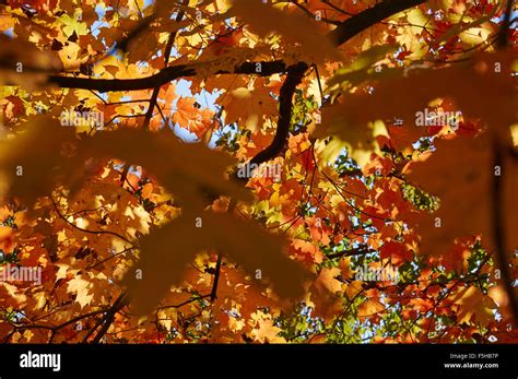 Maples In Fall Color Autumn Colour Stock Photo Alamy