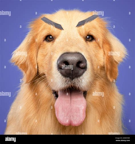 Dog With Expression Hi Res Stock Photography And Images Alamy