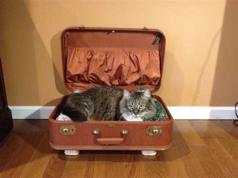 Cat Bed Made From Vintage Suitcase How To Make Bed Cat Bed Vintage