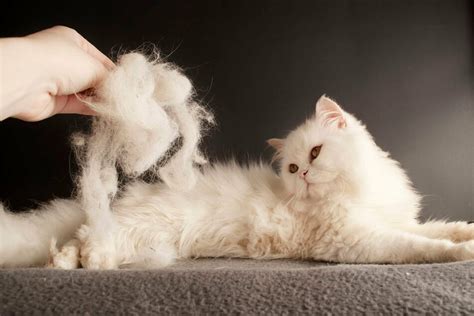 Cat Shedding A Lot Causes And Solutions