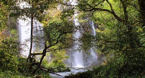 Cassowary Falls Visit Daintree Rainforest