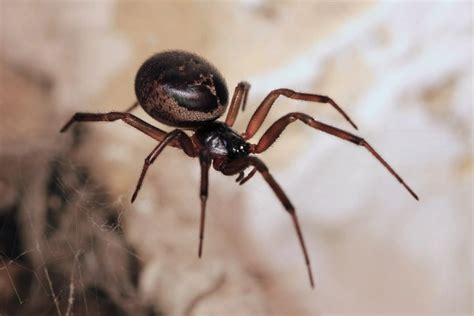 Poisonous False Widow Spiders Trap And Feed On Englands Protected Bats