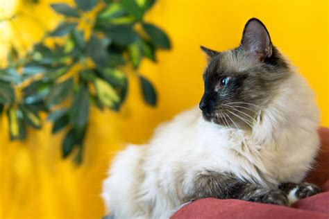 Best Cat Breeds For Seniors Top 5 Feline Companions Most Recommended