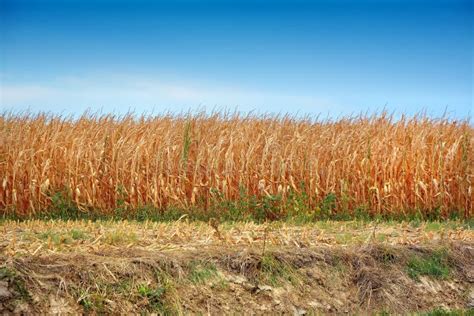 Dry Corn Fields Due To Drought Stock Image Image Of Landmarks