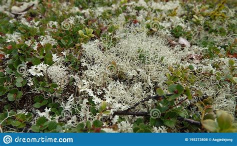 Summer Moss At Fiskhalsgraven Canyon Messingen In Sweden Stock Photo