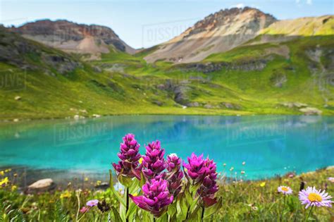 Wildflowers On Shore Of Ice Lake Silverton Colorado Usa Stock