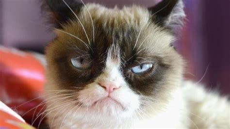 Internets Most Famous Grumpy Cat Dies At Age 7 Data Source Hub
