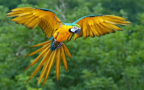 The Most Beautiful Exotic Birds In The World Mathias Sauer
