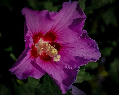 Althea Flower Rose Of Sharon Free Photo On Pixabay
