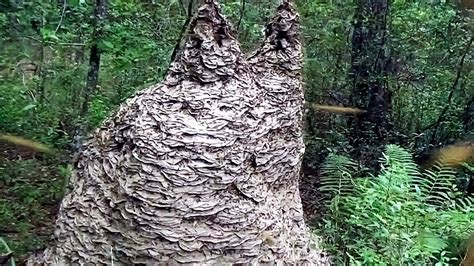 Zoology How Large Might A Paper Wasp Nest Become Biology Stack