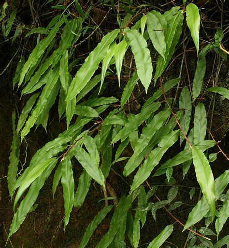 Flora Of Zimbabwe Species Information Individual Images Oleandra