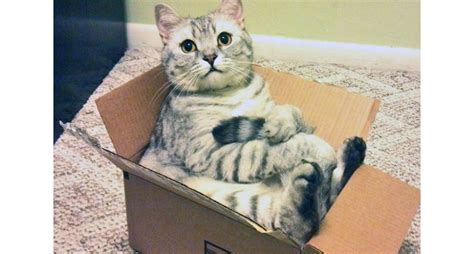 Why Do Cats Love Boxes Top 3 Reasons To Understanding This Cat