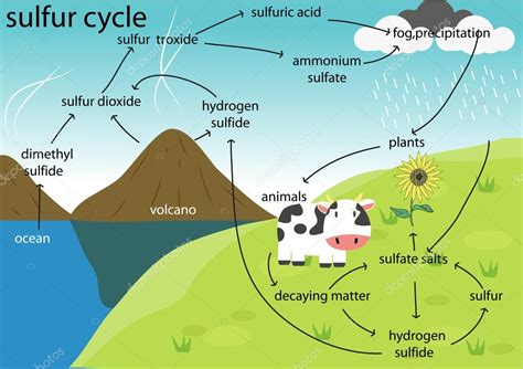 The Sulfur Cycle Stock Vector Image By ©kawin302 88479884