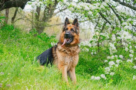 Alsatian Dog Breed Information Pictures Traits And Facts