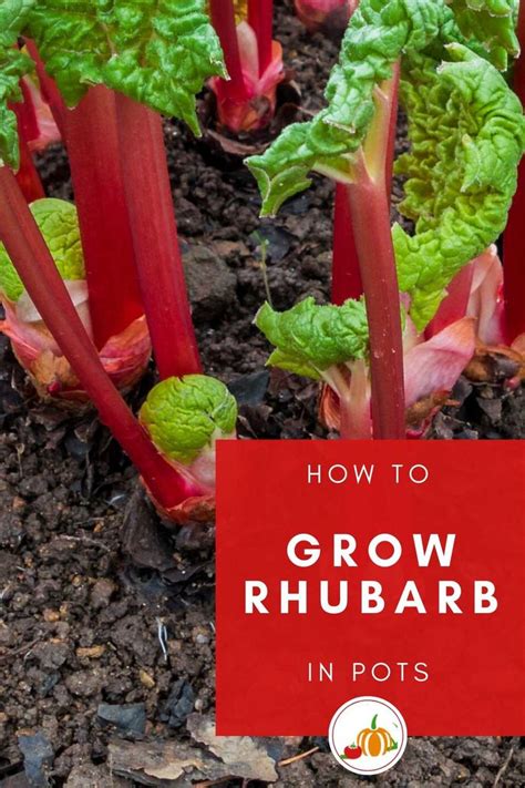 Tips For Growing Rhubarb In Pots