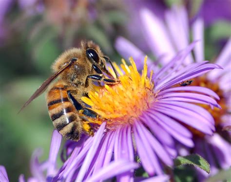 The best flowers for bees will bloom for a long period of time, or can be prompted to when planning out a pollinator garden, consider more than just the plants: Honey Bee Population Decline in Michigan