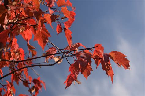 Branch Leaf Maple Tree In The Fall Of Fall Sky September Autumn